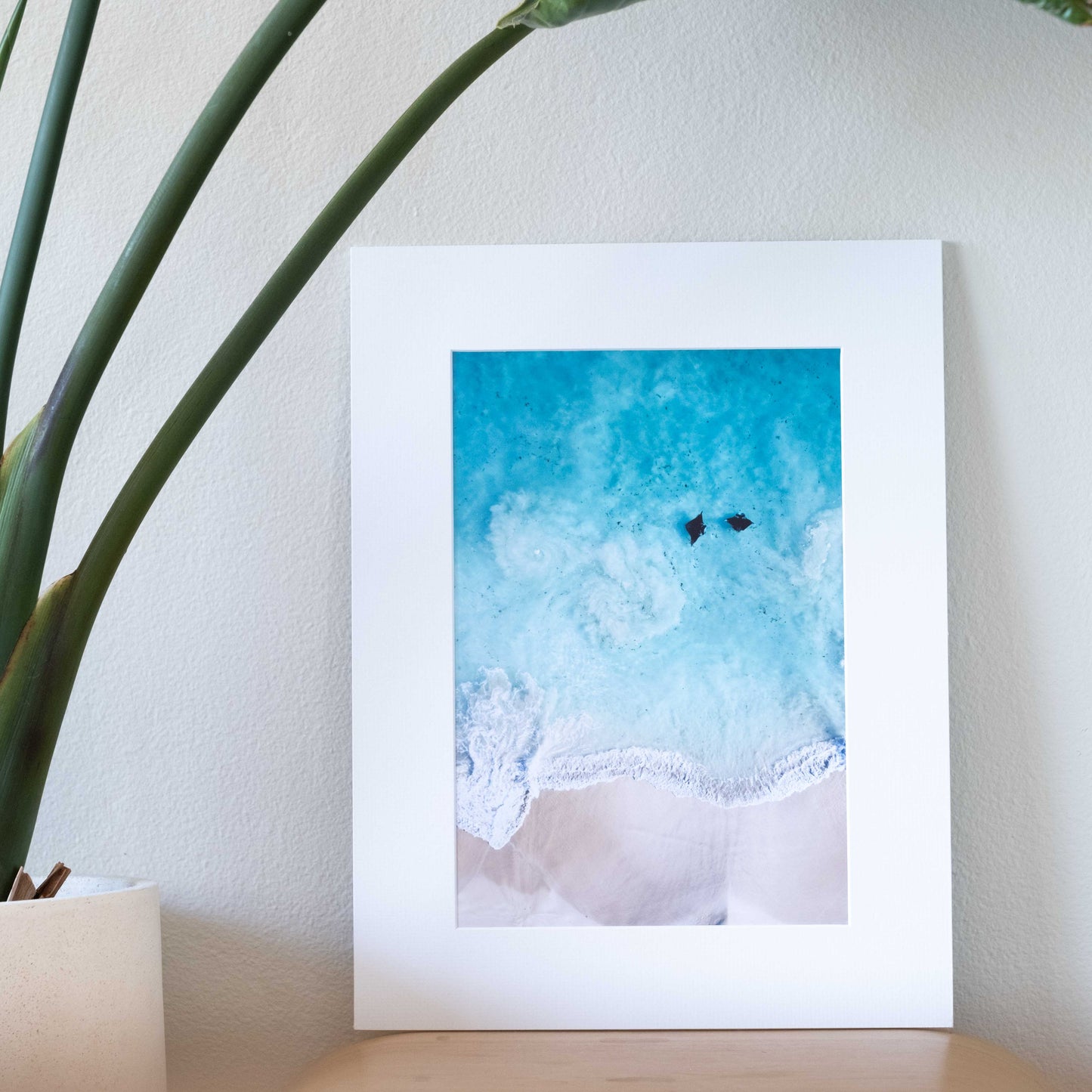 Manta Shoreys | Gift Print