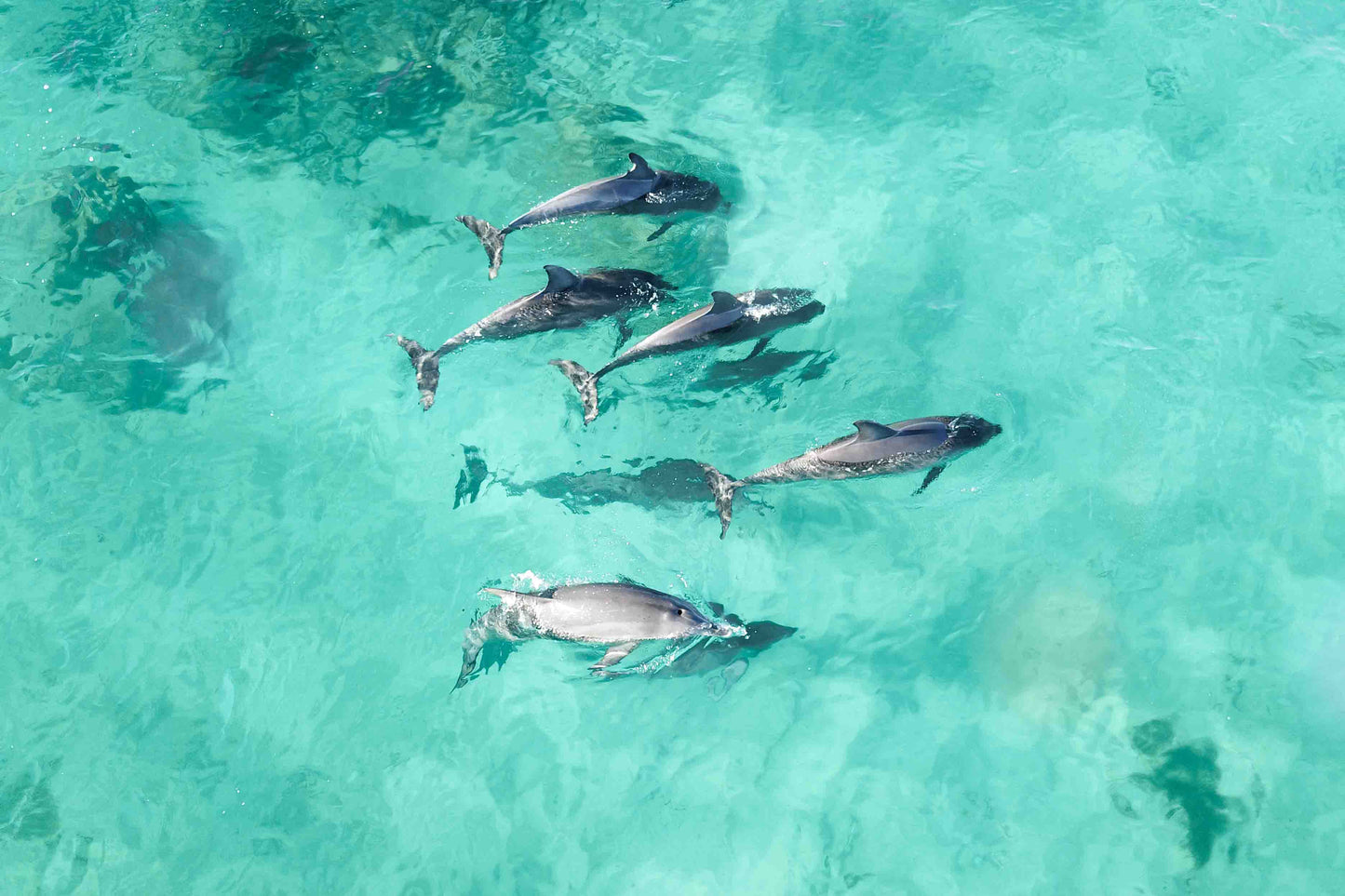 Dolphins of Yallingup