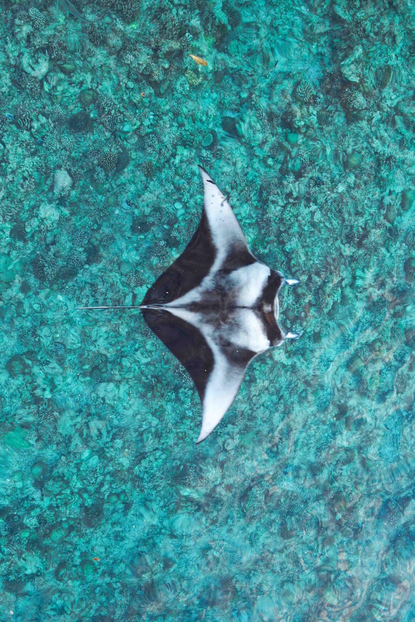 Reef Manta