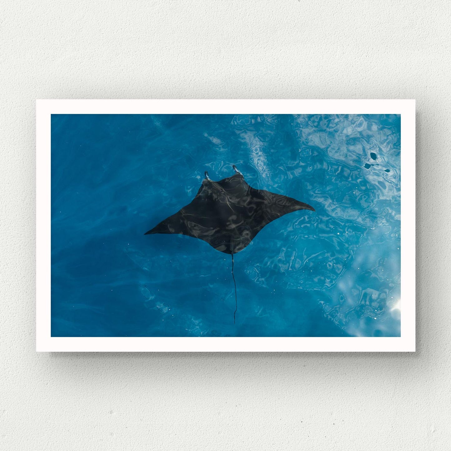 Manta Print
