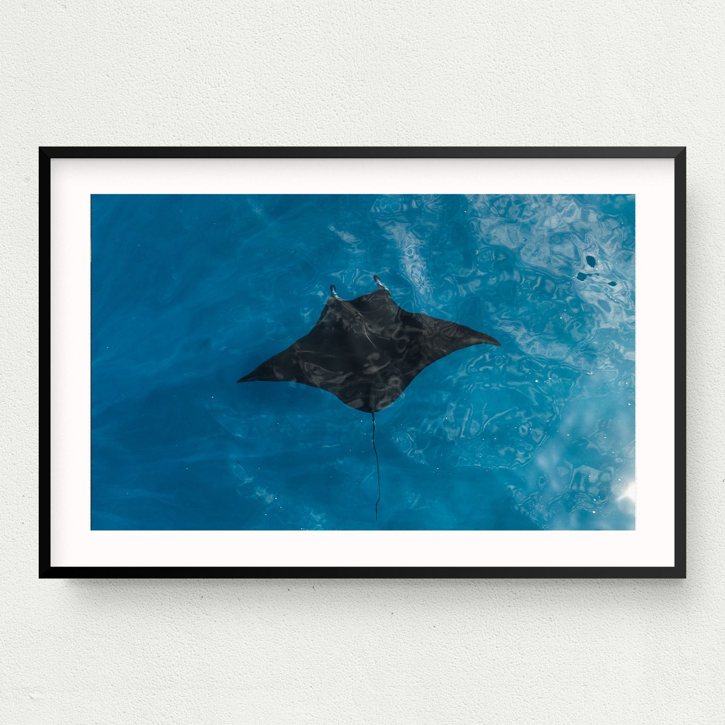 Manta Print