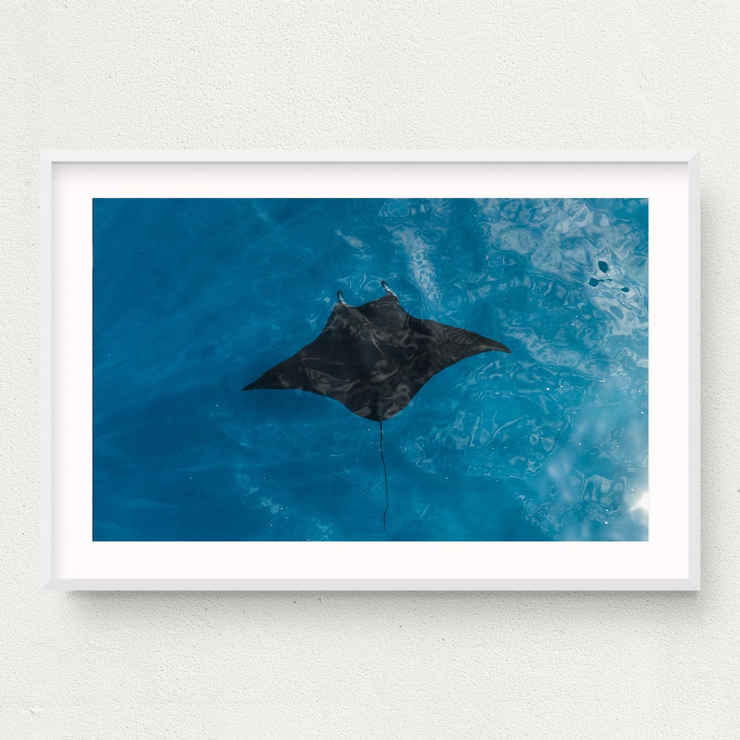 Manta Print