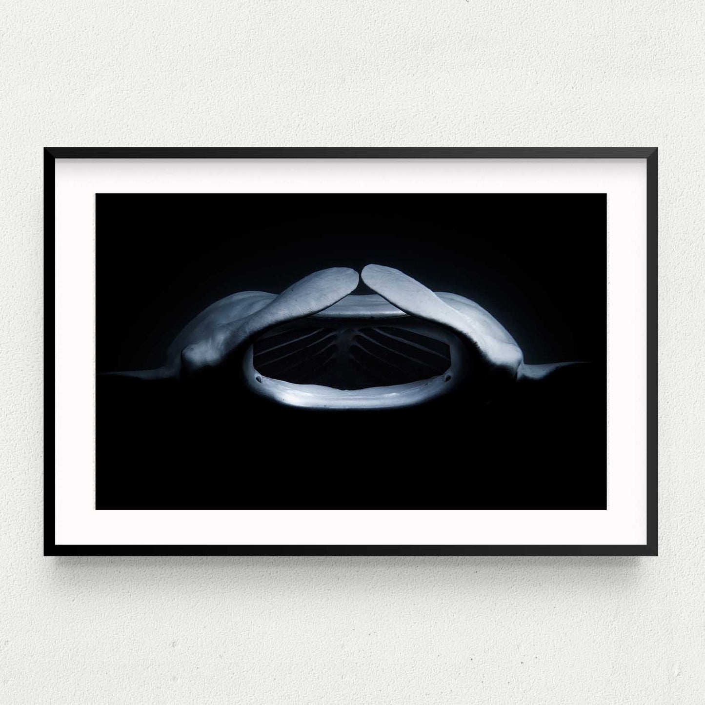 Midnight Manta