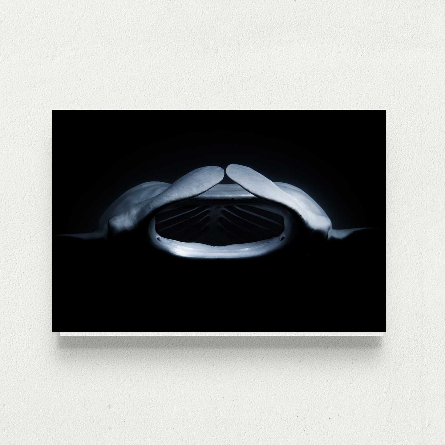 Midnight Manta