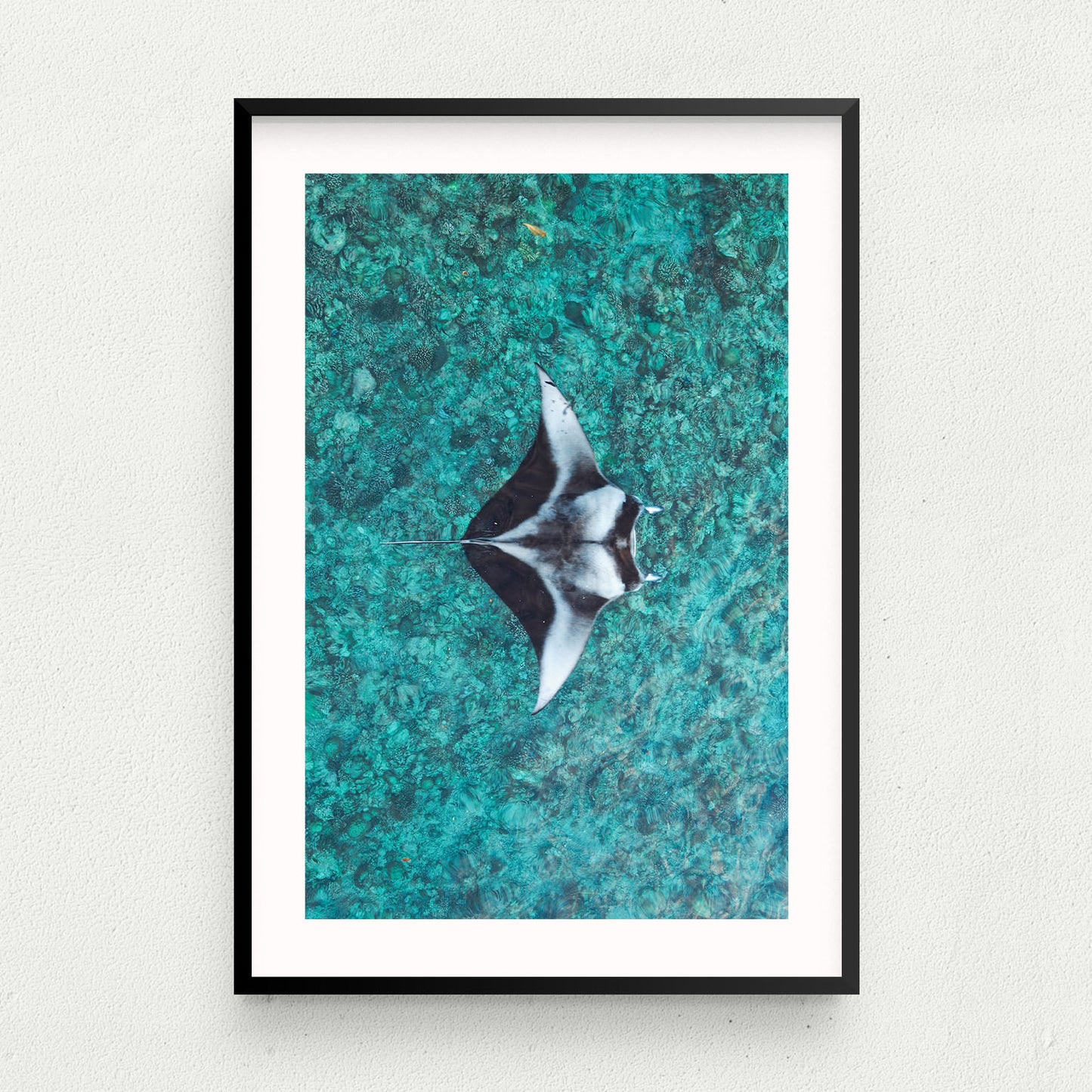 Reef Manta