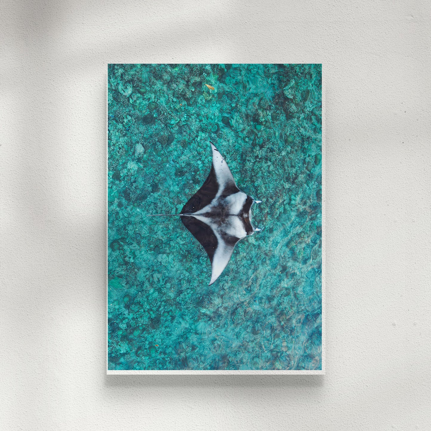 Reef Manta