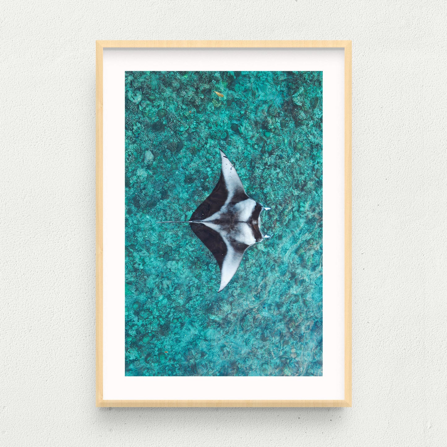 Reef Manta