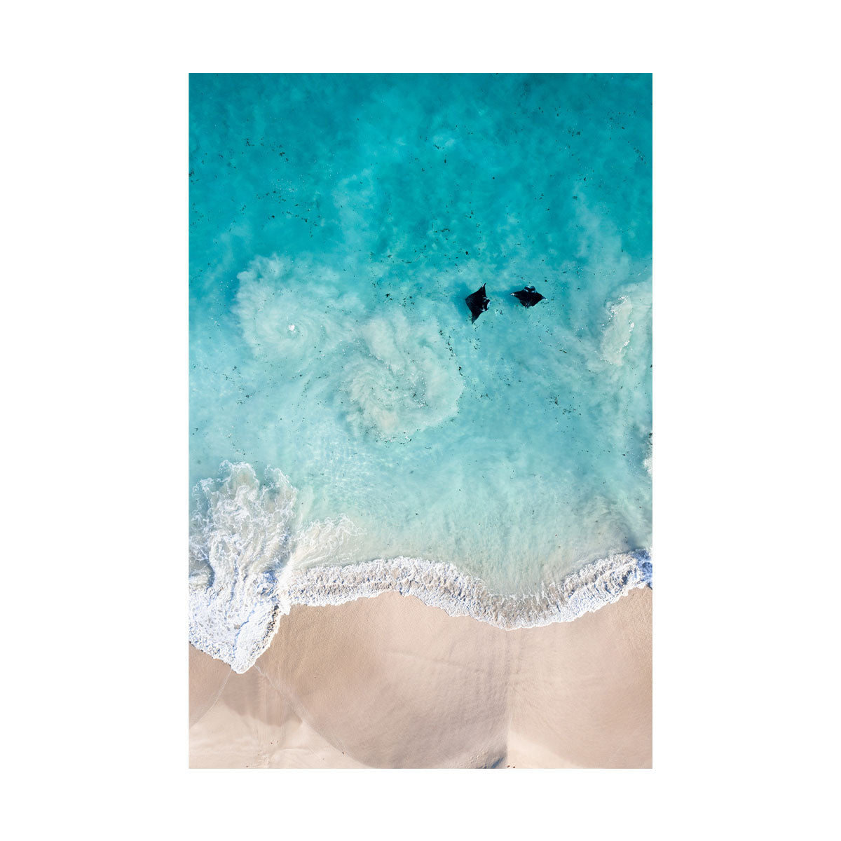 Manta Shoreys | Gift Print