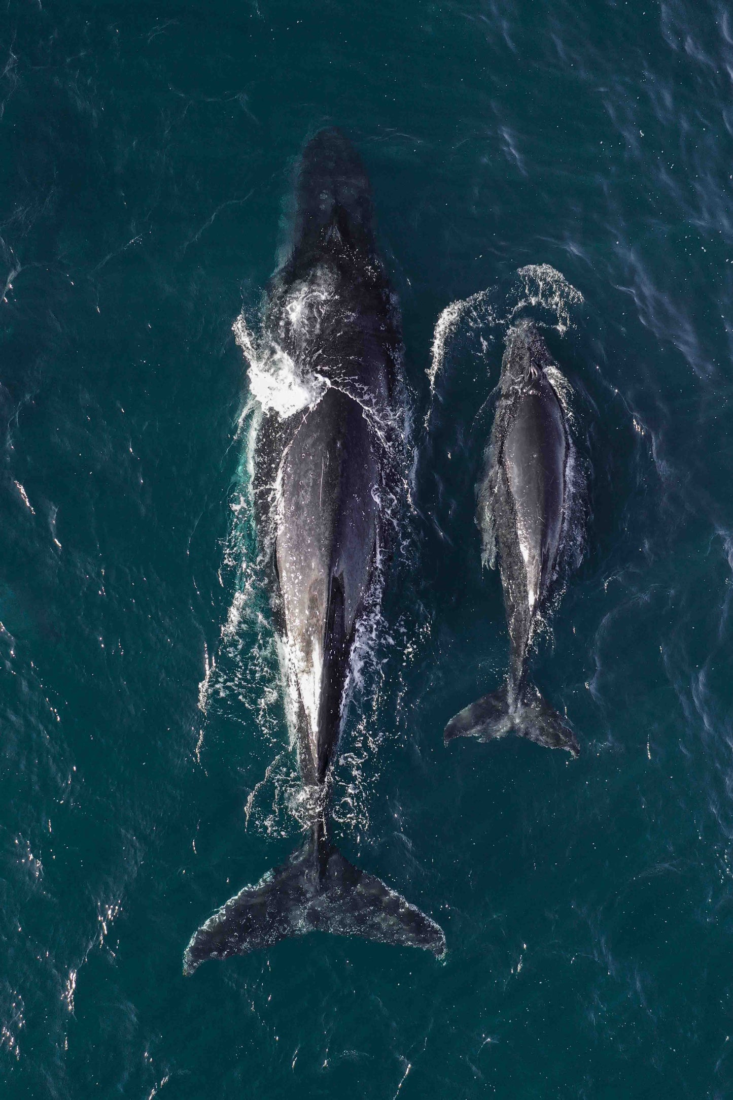 Twin Fin