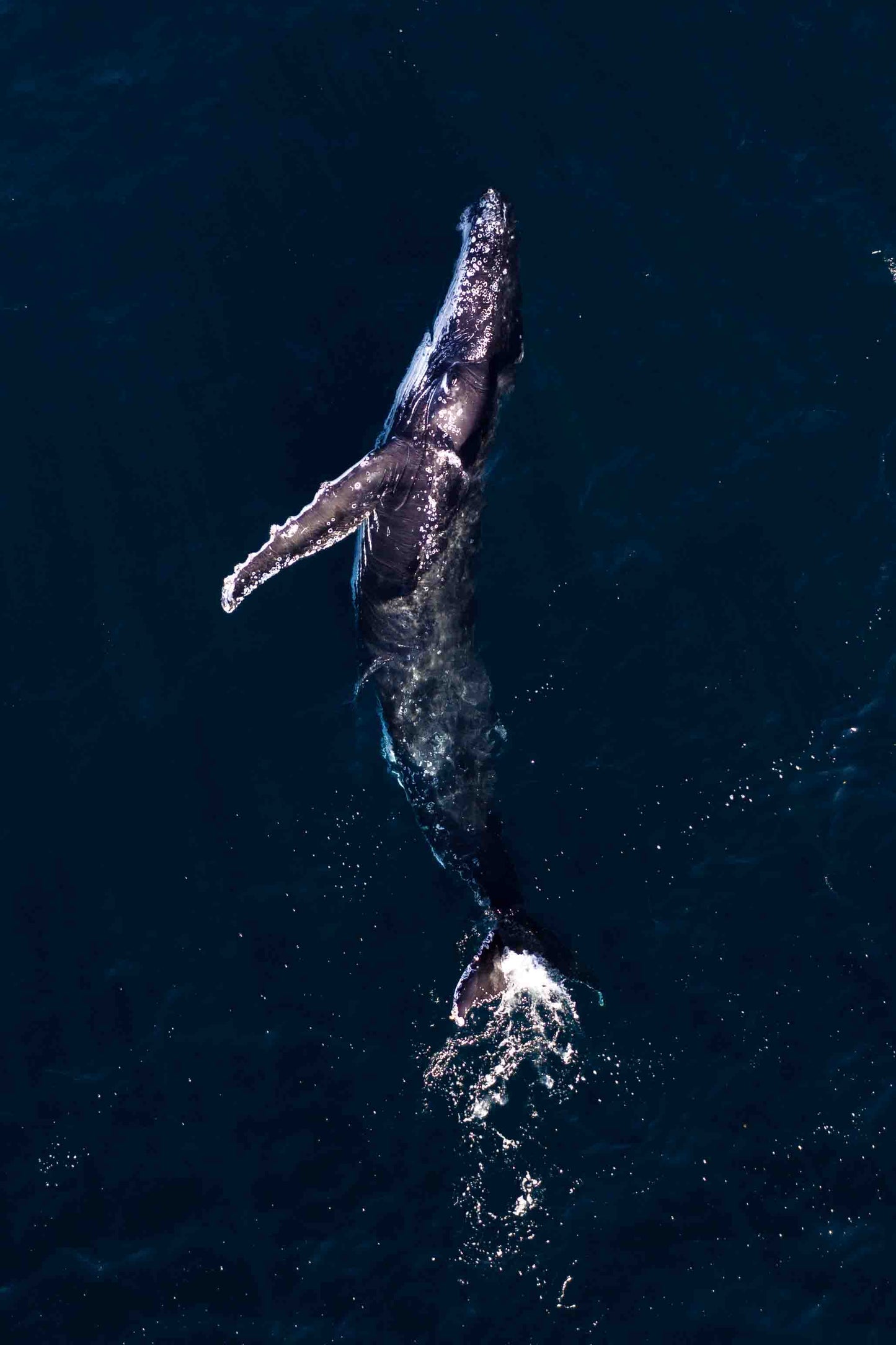 Archback Whale