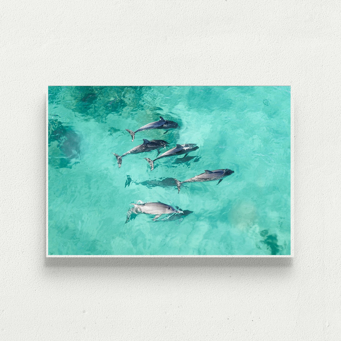 Dolphins of Yallingup