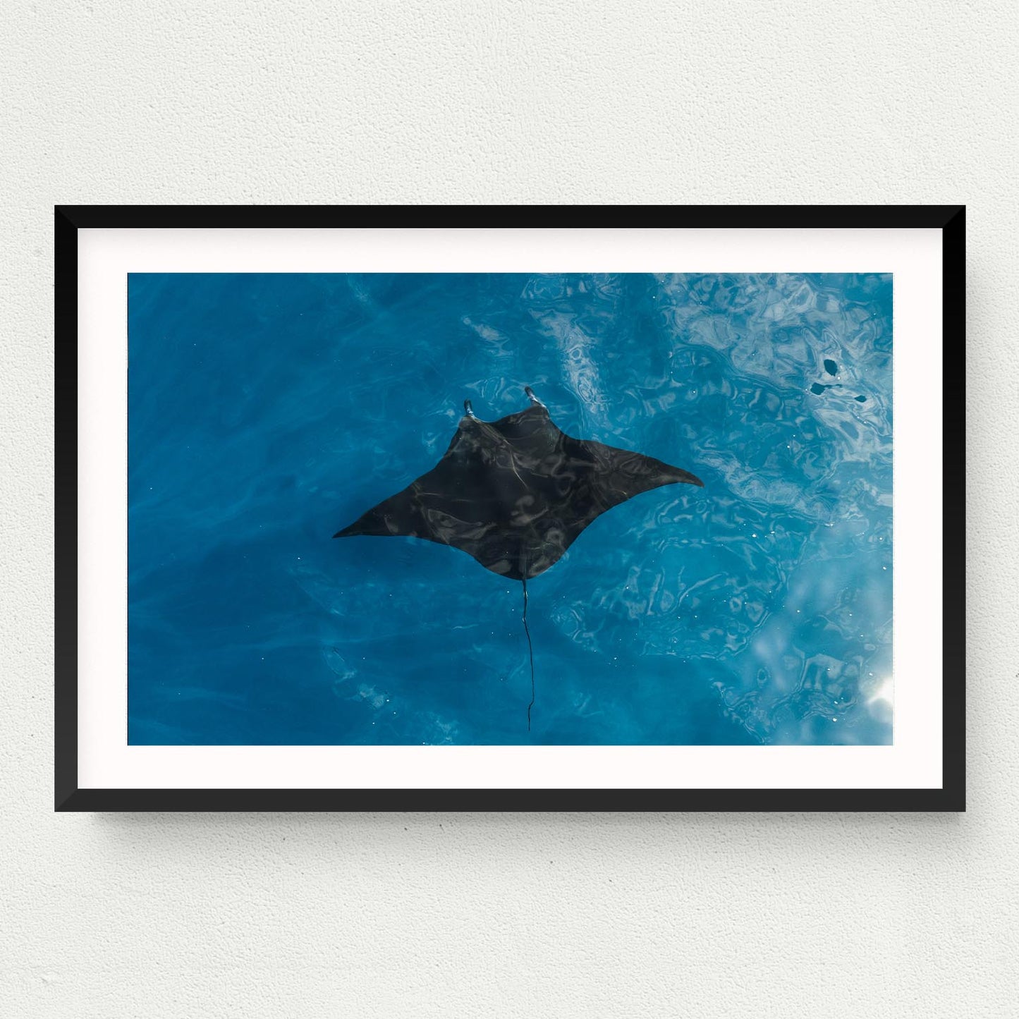 Manta Print