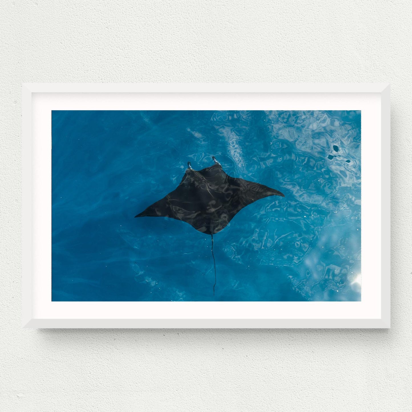 Manta Print